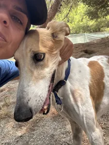 Adopt Blanco