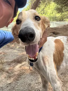 Adopt Blanco