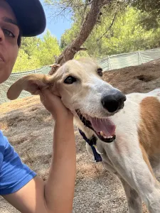 Adopt Blanco