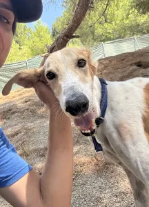 Adopt Blanco