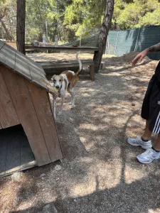Adopt Blanco