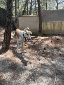 Adopt Blanco