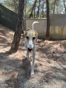 Adopt Blanco