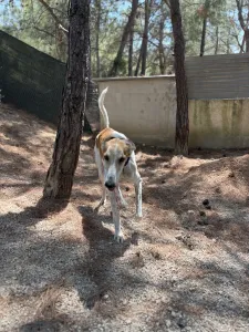 Adopt Blanco