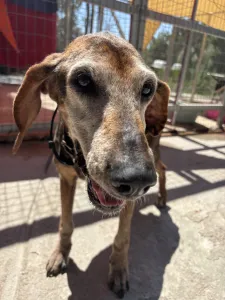 Adopt Magi