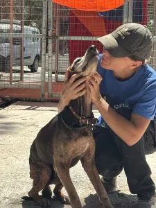 Adopt Magi