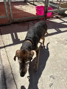 Adopt Magi