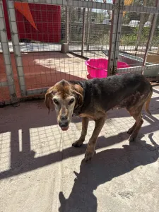Adopt Magi