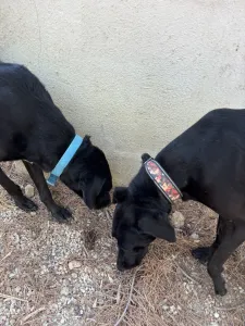 Hund Lusy adoptieren