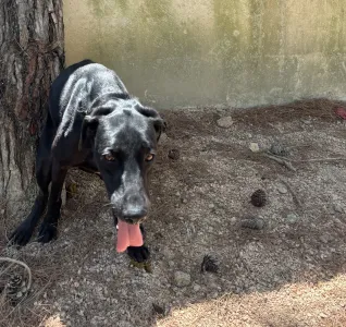 Adopt Bizi