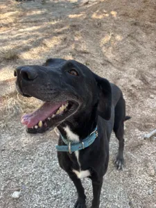 Hund Lusy adoptieren