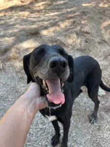 Adopt Bizi