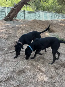 Hund Lusy adoptieren