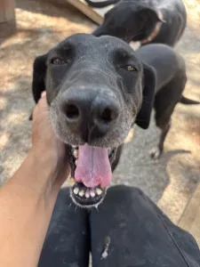 Hund Lusy adoptieren