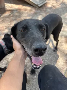 Hund Lusy adoptieren