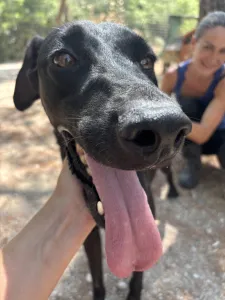 Adopt Bizi