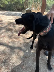 Adopt Bizi