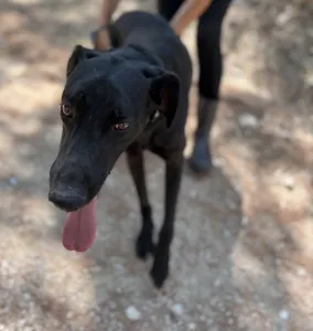 Adopt Bizi