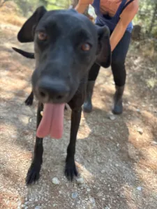 Adopt Bizi