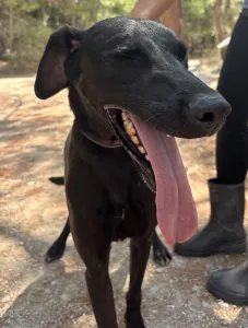 Adopt Bizi