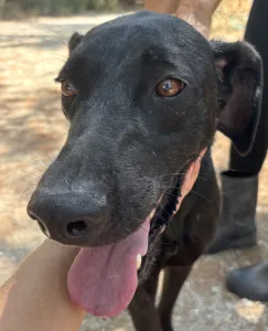 Adopt Bizi