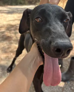 Adopt Bizi