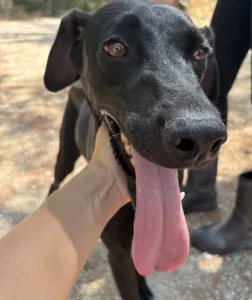 Adopt Bizi