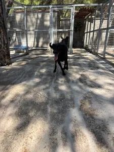 Adopt Bizi