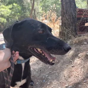 Hund Lusy adoptieren