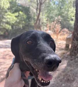 Hund Lusy adoptieren