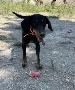 Hund Popi adoptieren