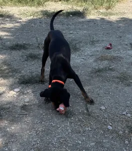 Hund Popi adoptieren