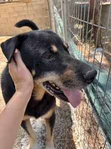Υιοθεσία σκύλου Mario