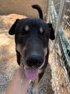 Adoption profile for Mario