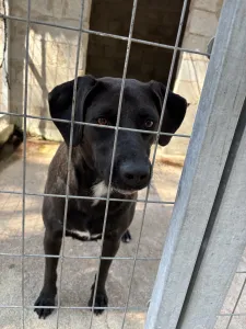 Adoptie hond Jerry