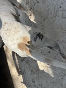 Adopt Alma