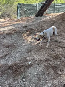Adopt Alma