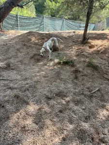 Adopt Alma