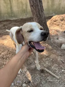 Adopt Alma