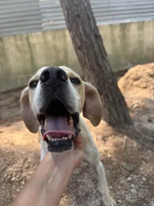 Adopt Alma