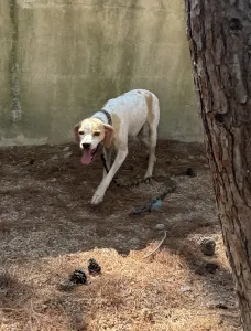 Adopt Alma