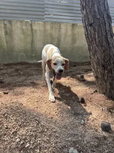 Adopt Alma