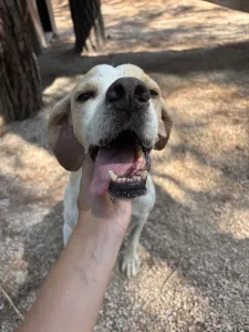 Adopt Alma