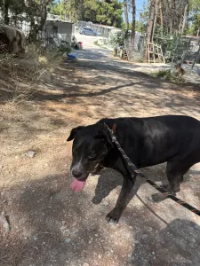 Adopt Maria