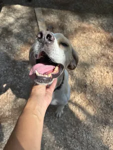 Adopt Alma