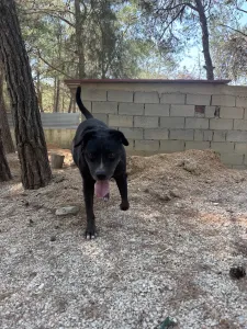 Adopt Maria