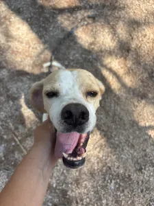 Adoption profile for Alma
