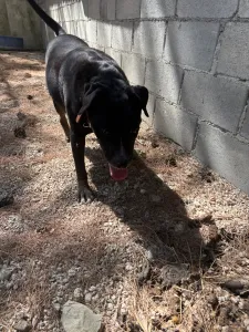 Adopt Maria