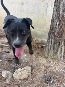 Adopt Maria
