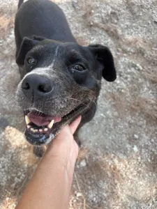 Adopt Clairy